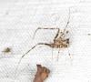 Ero tuberculata